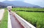 Pemerintah Perkuat Irigasi untuk Menghadapi El Niño